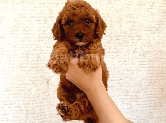 Mathilda Doğum Yaptı Safkan Poodle Yavrular Yuva Arıyor görsel