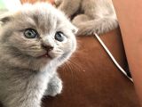 45 Günlük Scottish Fold Britishshort Hair Gri Ve Lilac Yavrular
