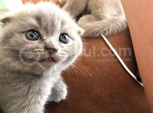 45 Günlük Scottish Fold Britishshort Hair Gri Ve Lilac Yavrular görsel