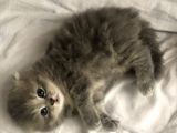 Kırık Kulak Chinchilla