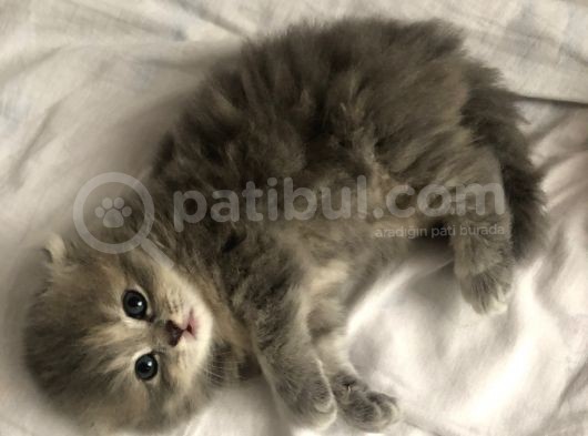 Kırık Kulak Chinchilla görsel
