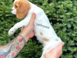 Sevimli Dişi Cavalier King Charles Yavrumuz
