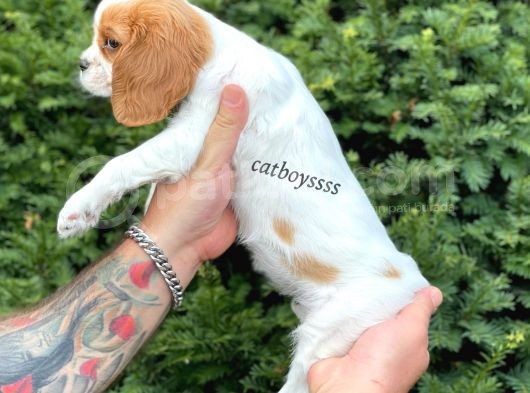 Sevimli Dişi Cavalier King Charles Yavrumuz görsel