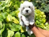Tatli Maltese Yavrumuz