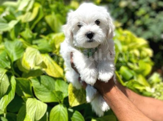 Tatli Maltese Yavrumuz görsel