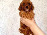 Mathilda Doğum Yaptı Safkan Poodle Yavrular Yuva Arıyor