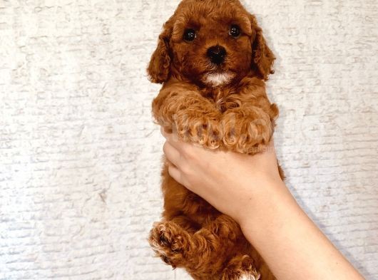 Mathilda Doğum Yaptı Safkan Poodle Yavrular Yuva Arıyor görsel