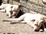 A Kalite Orjinal Dogo Yavrularımız