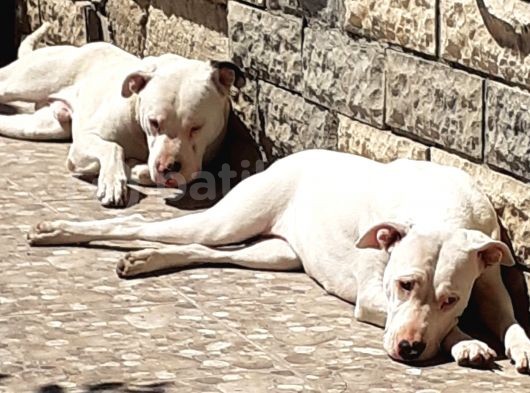 A Kalite Orjinal Dogo Yavrularımız