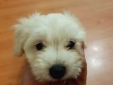 2,5 AYLIK MALTİPOO