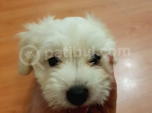 2,5 Aylik Malti̇poo