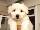 2,5 Aylik Malti̇poo