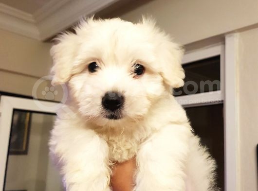 2,5 Aylik Malti̇poo görsel