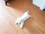 2,5 Aylik Malti̇poo