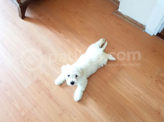 2,5 Aylik Malti̇poo görsel