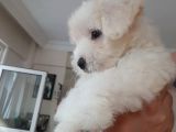 2,5 Aylik Malti̇poo