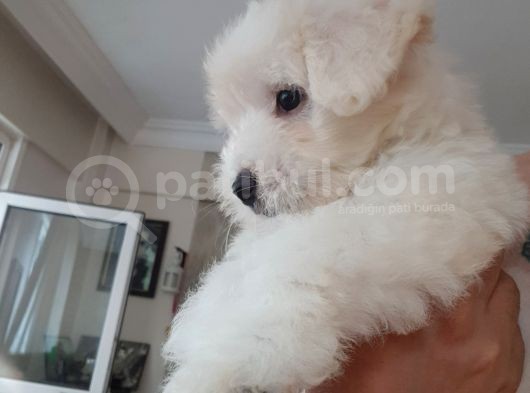 2,5 Aylik Malti̇poo görsel