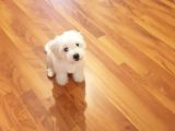 2,5 Aylik Malti̇poo