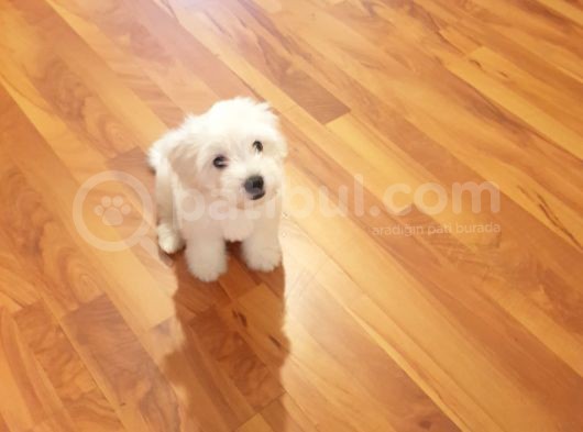 2,5 Aylik Malti̇poo görsel