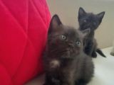 Yavru British Shorthair