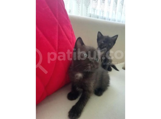 Yavru British Shorthair görsel
