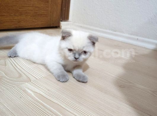 Sağlıklı Aşılı Blue Point Scottish Fold görsel
