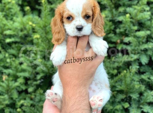 Sevimli Dişi Cavalier King Charles Yavrumuz görsel
