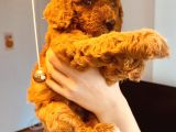 Mathilda Doğum Yaptı Safkan Poodle Yavrular Yuva Arıyor