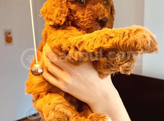 Mathilda Doğum Yaptı Safkan Poodle Yavrular Yuva Arıyor görsel