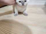 Sağlıklı Aşılı Blue Point Scottish Fold
