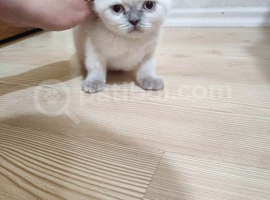 Sağlıklı Aşılı Blue Point Scottish Fold