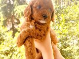 Mathilda Doğum Yaptı Safkan Poodle Yavrular Yuva Arıyor