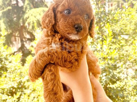 Mathilda Doğum Yaptı Safkan Poodle Yavrular Yuva Arıyor görsel