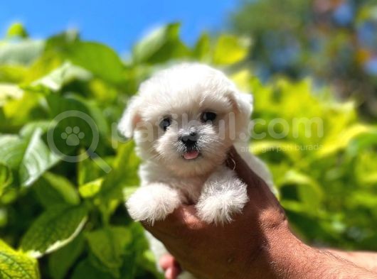 Dişi Ve Erkek Mevcut Maltese Terrier