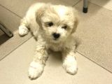 Tatli Di̇şi̇ Malti̇poo