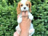 Sevimli Dişi Cavalier King Charles Yavrumuz