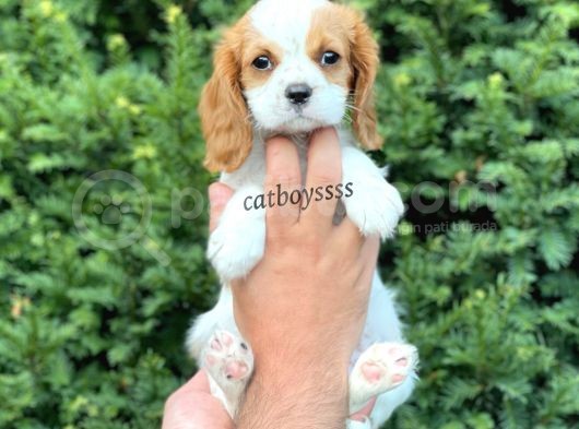 Sevimli Dişi Cavalier King Charles Yavrumuz görsel