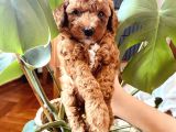 Mathilda Doğum Yaptı Safkan Poodle Yavrular Yuva Arıyor