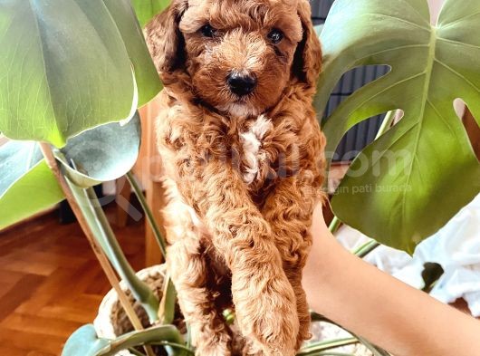 Mathilda Doğum Yaptı Safkan Poodle Yavrular Yuva Arıyor görsel