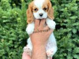 Sevimli Dişi Cavalier King Charles Yavrumuz