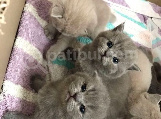 45 Günlük Scottish Fold Britishshort Hair Gri Ve Lilac Yavrular görsel