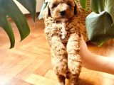 Mathilda Doğum Yaptı Safkan Poodle Yavrular Yuva Arıyor