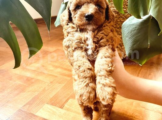Mathilda Doğum Yaptı Safkan Poodle Yavrular Yuva Arıyor görsel