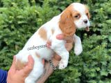 Sevimli Dişi Cavalier King Charles Yavrumuz
