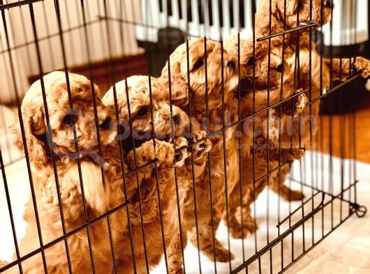 Mathilda Doğum Yaptı Safkan Poodle Yavrular Yuva Arıyor görsel