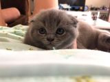 45 Günlük Scottish Fold Britishshort Hair Gri Ve Lilac Yavrular