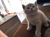 45 Günlük Scottish Fold Britishshort Hair Gri Ve Lilac Yavrular