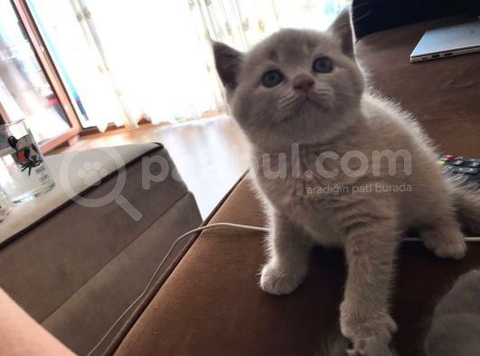 45 Günlük Scottish Fold Britishshort Hair Gri Ve Lilac Yavrular görsel