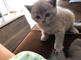 45 Günlük Scottish Fold Britishshort Hair Gri Ve Lilac Yavrular
