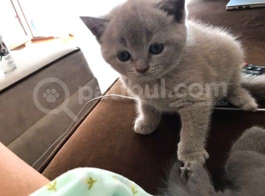 45 Günlük Scottish Fold Britishshort Hair Gri Ve Lilac Yavrular görsel